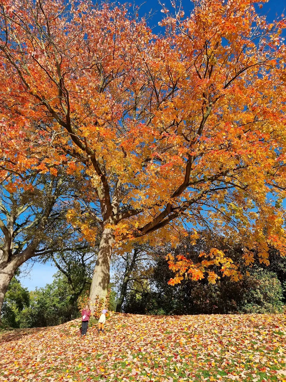 Autumn leaves on a tree during a family walk