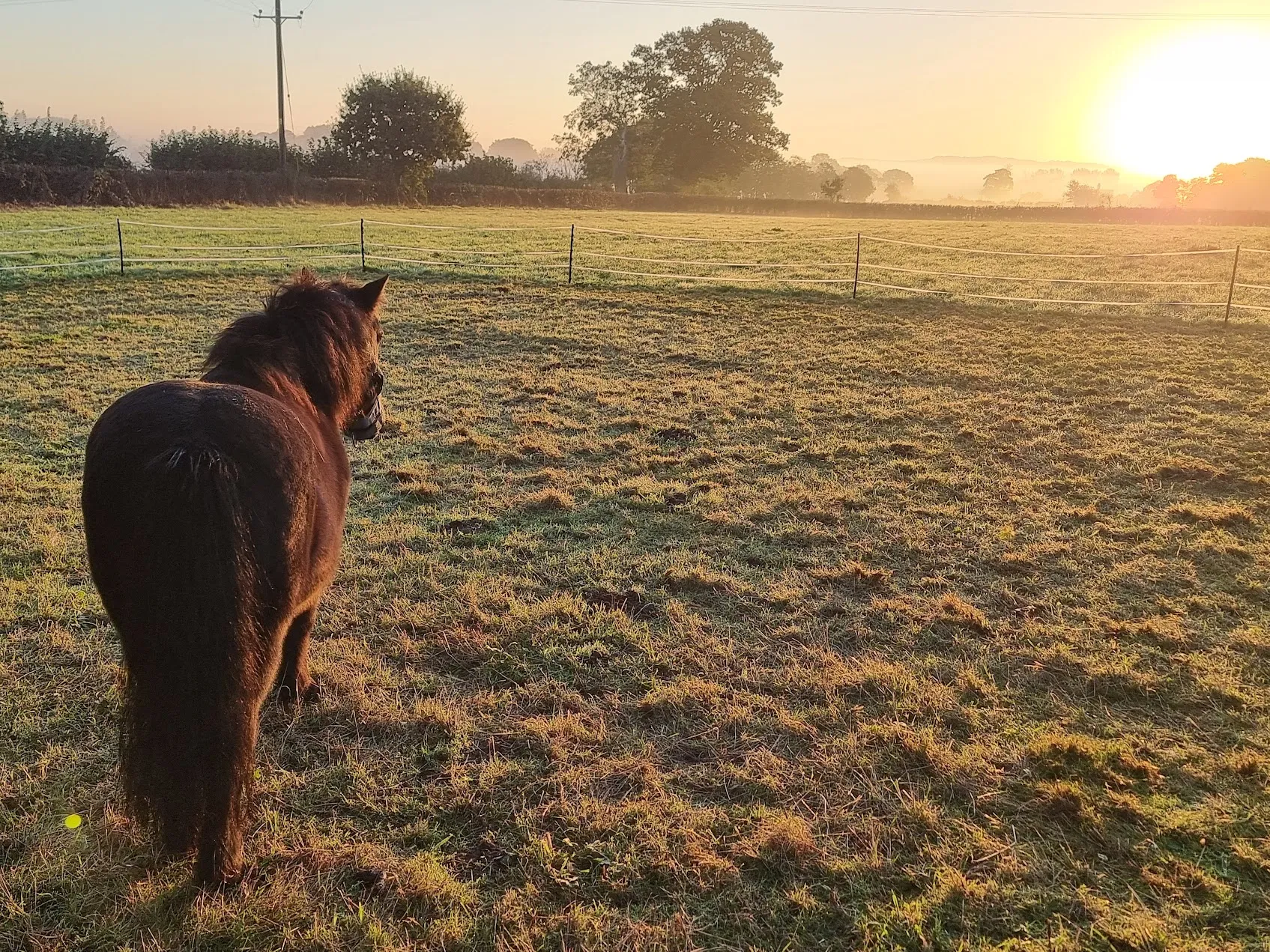 Orville looking across a grassy field