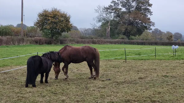Equestrian & Mounted Games