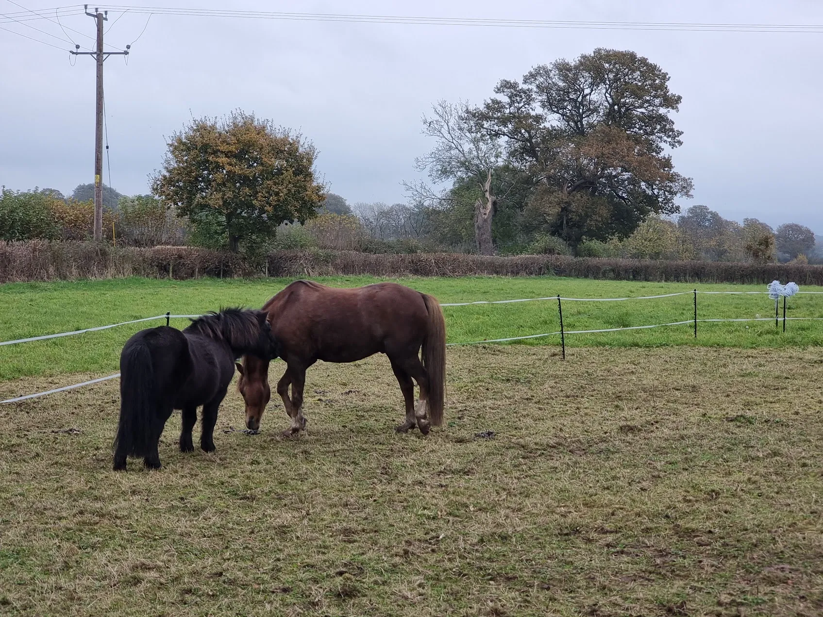 Orville standing beside his pony field mate